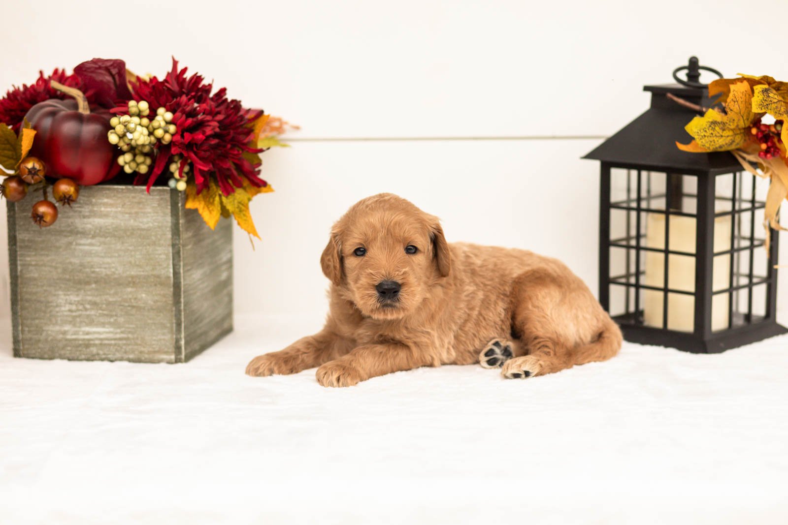 Scarecrow goldendoodle for sale 5.jpg
