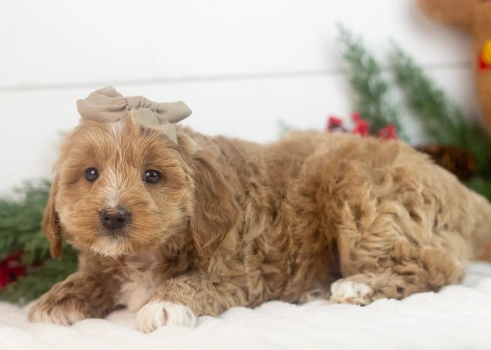 elphaba goldendoodle for sale(3).jpg