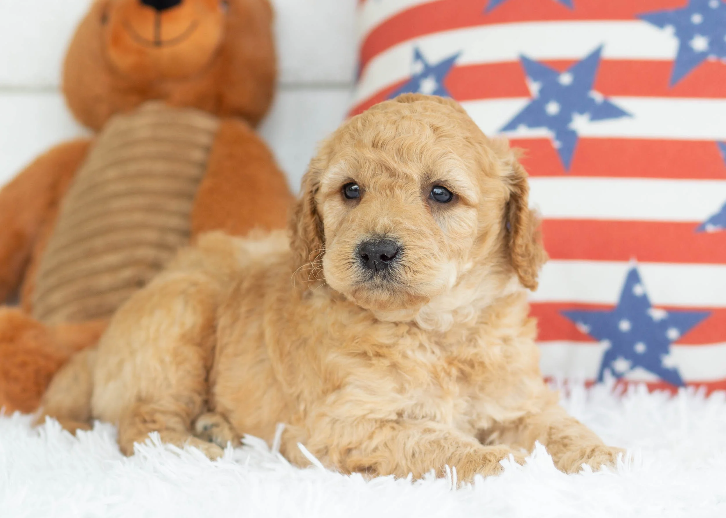 Bean Goldendoodle For Sale(2).jpg