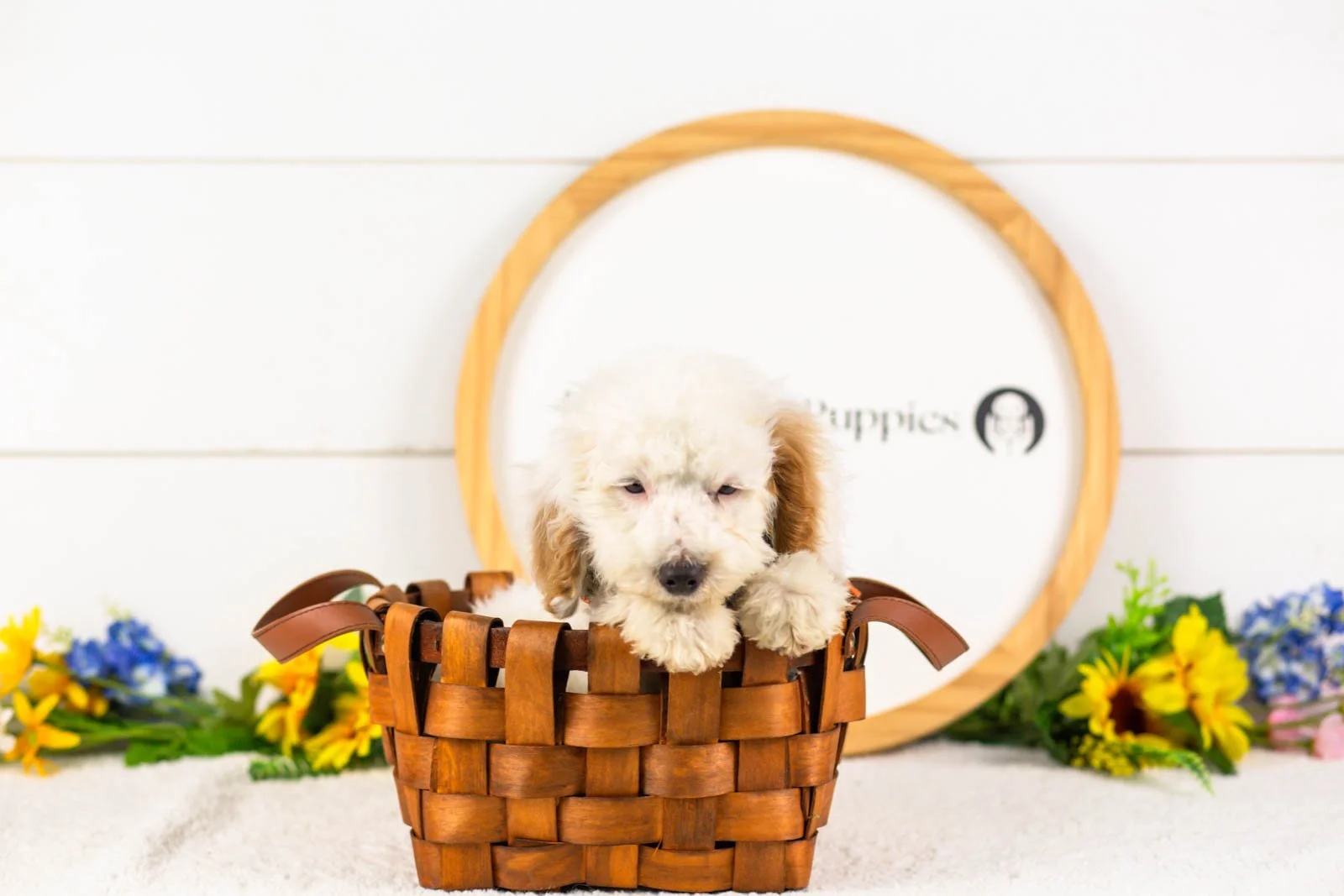 Bentley goldendoodle for sale(3).jpg