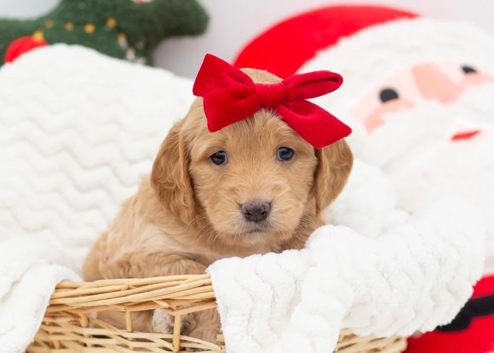 Freeman 10-22-25 Mashed Potato 4.80-4.jpg