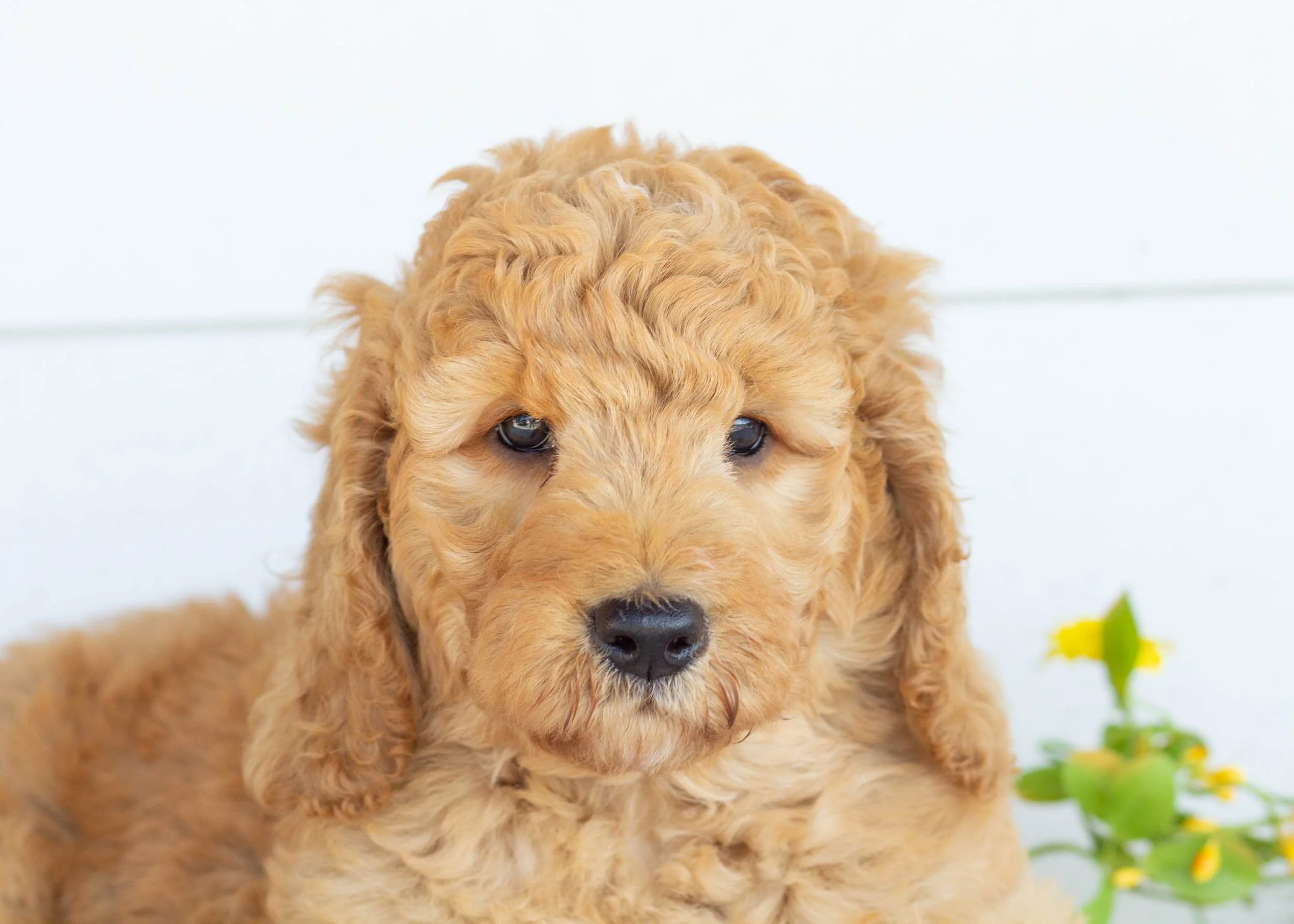 Tuffnut Goldendoodle for sale.jpg