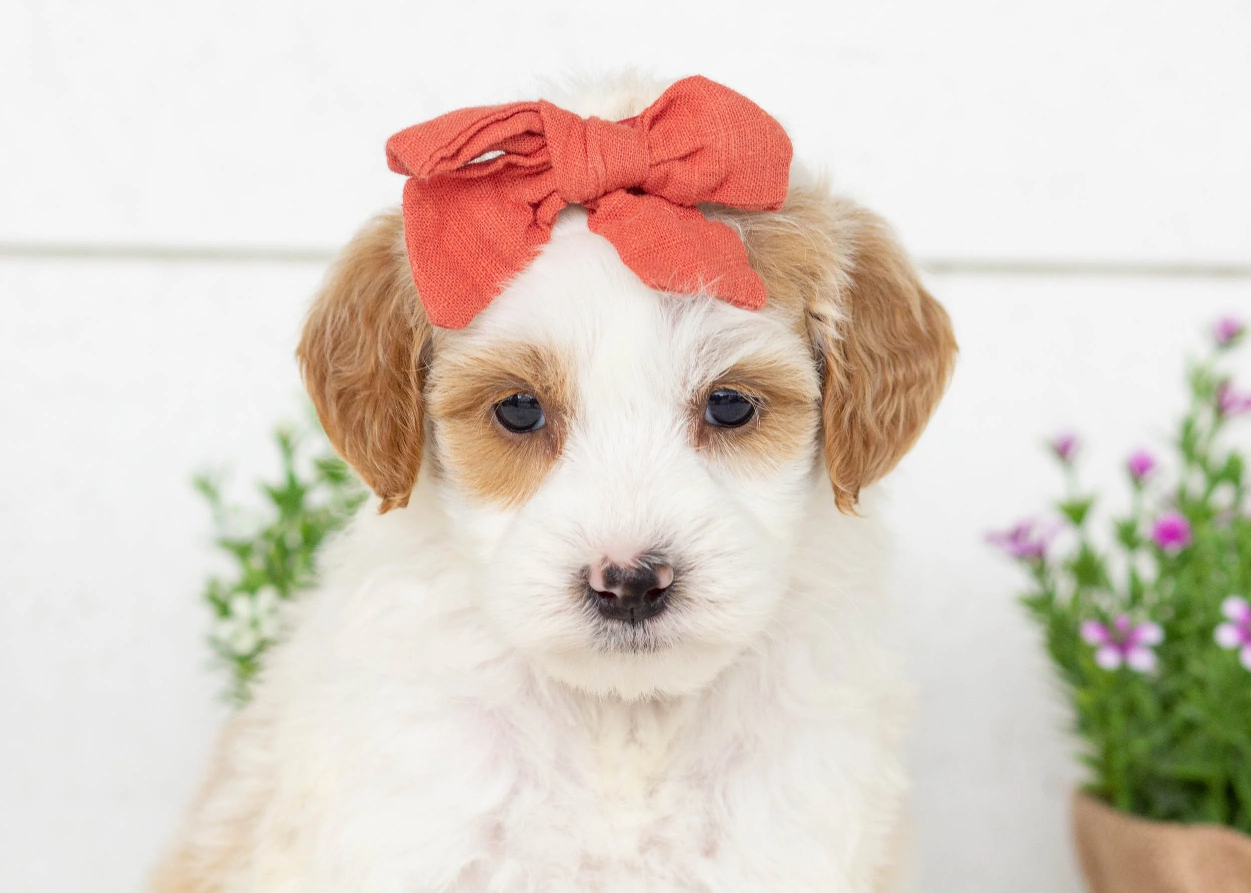 Marley goldendoodle for sale.jpg