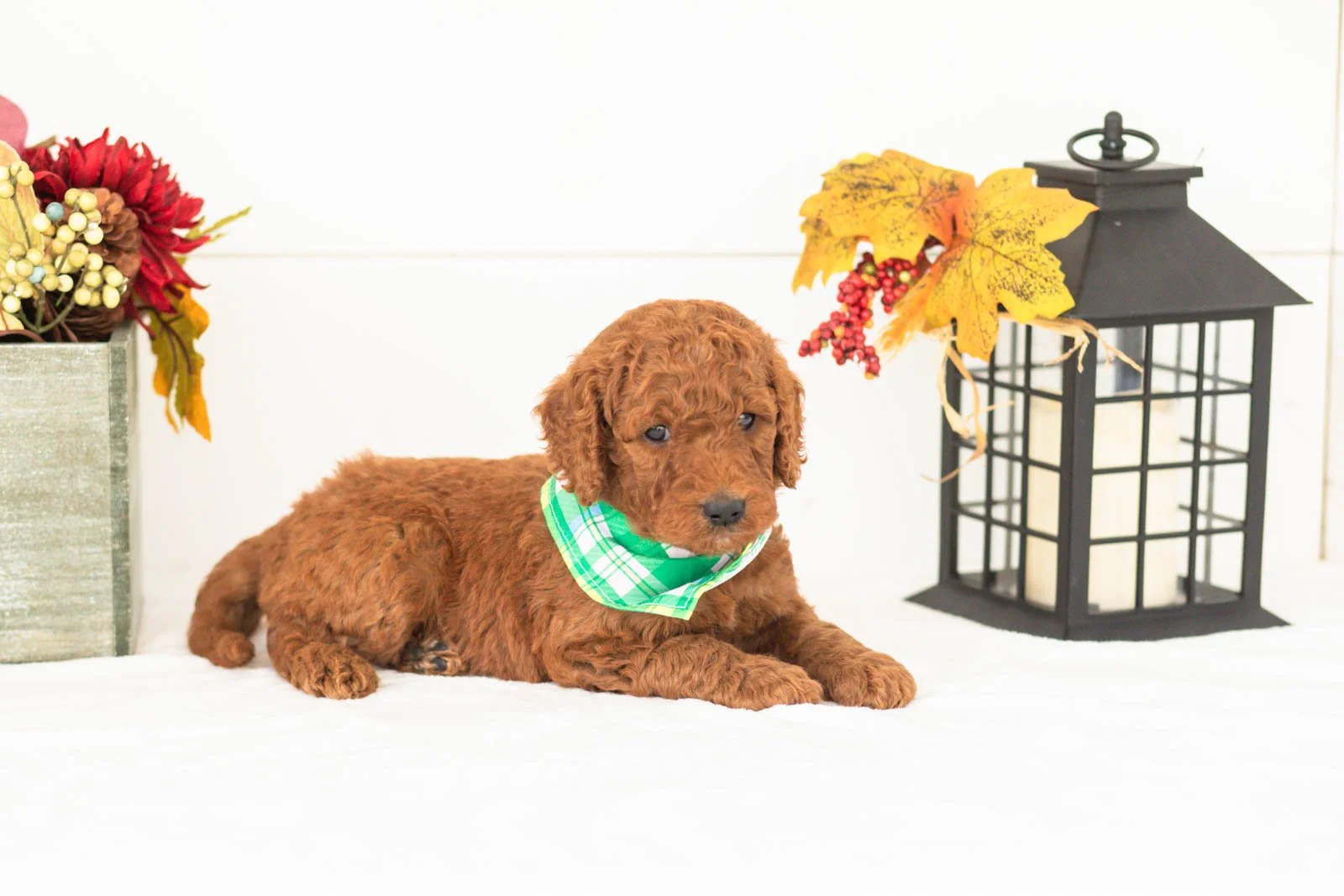 Roo goldendoodle for sale(3).jpg