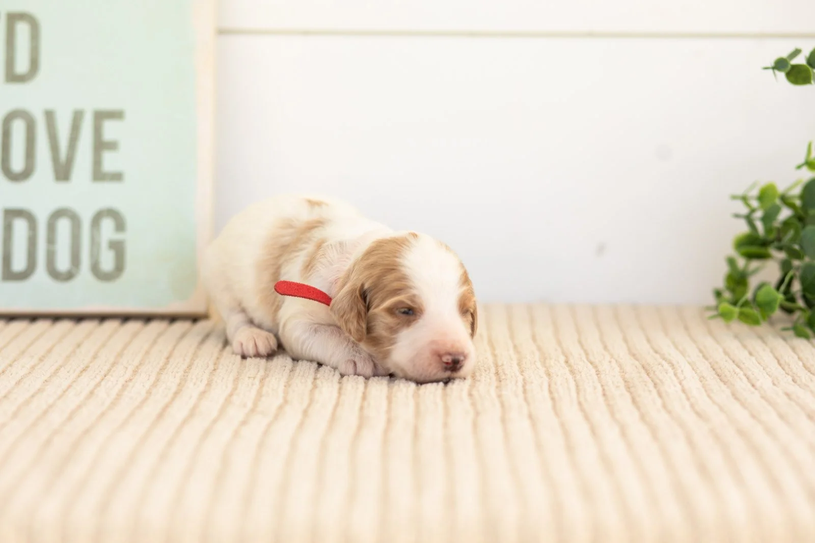 Pamir goldendoodle for sale(4).jpg