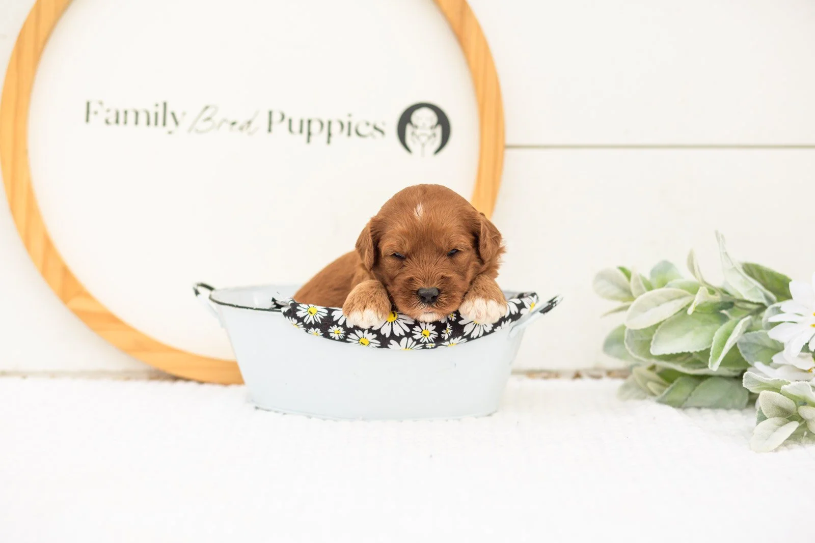 Clarity goldendoodle for sale(3).jpg