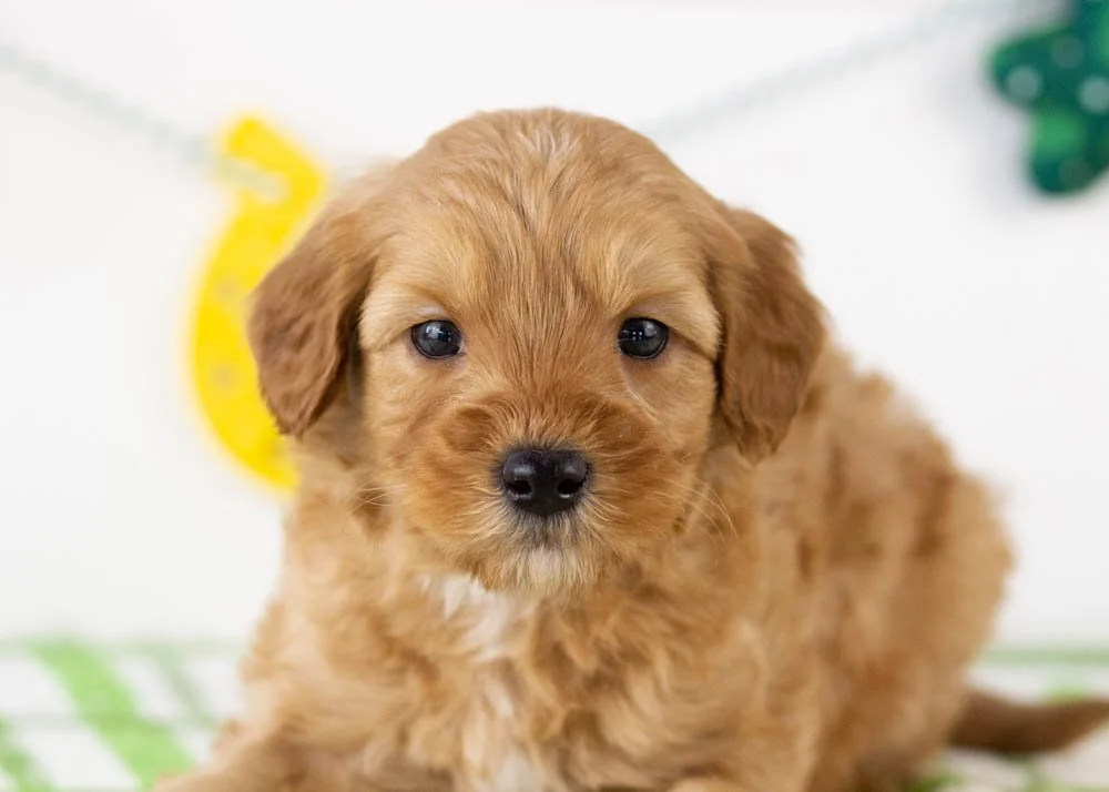 Douglas goldendoodle for sale(3).jpg