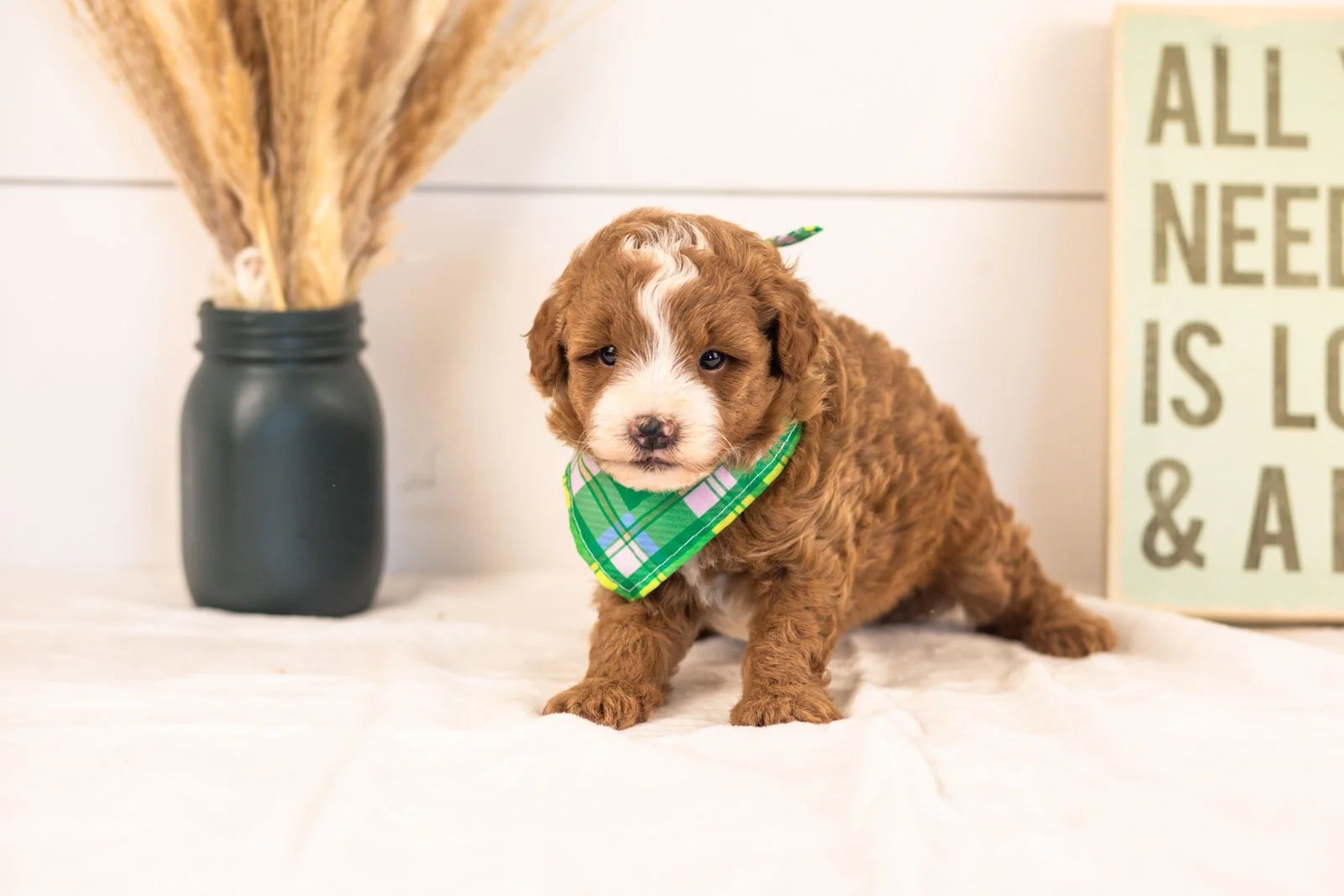 Inigo goldendoodle for sale(4).jpg