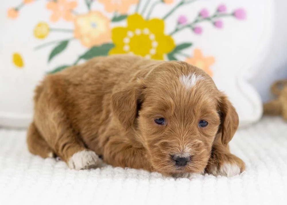 prada goldendoodle for sale.jpg