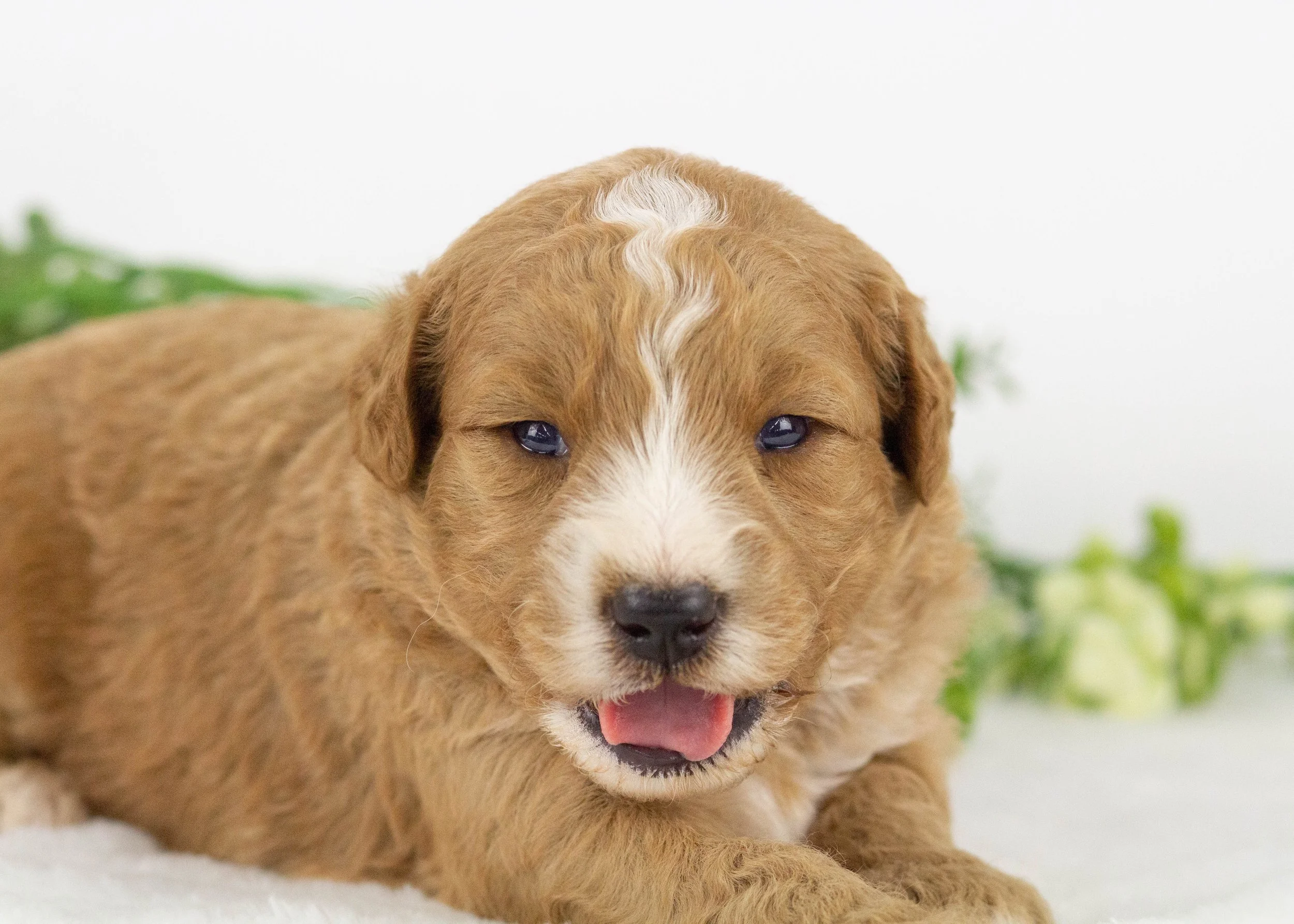 Hawk goldendoodle for sale(2).jpg