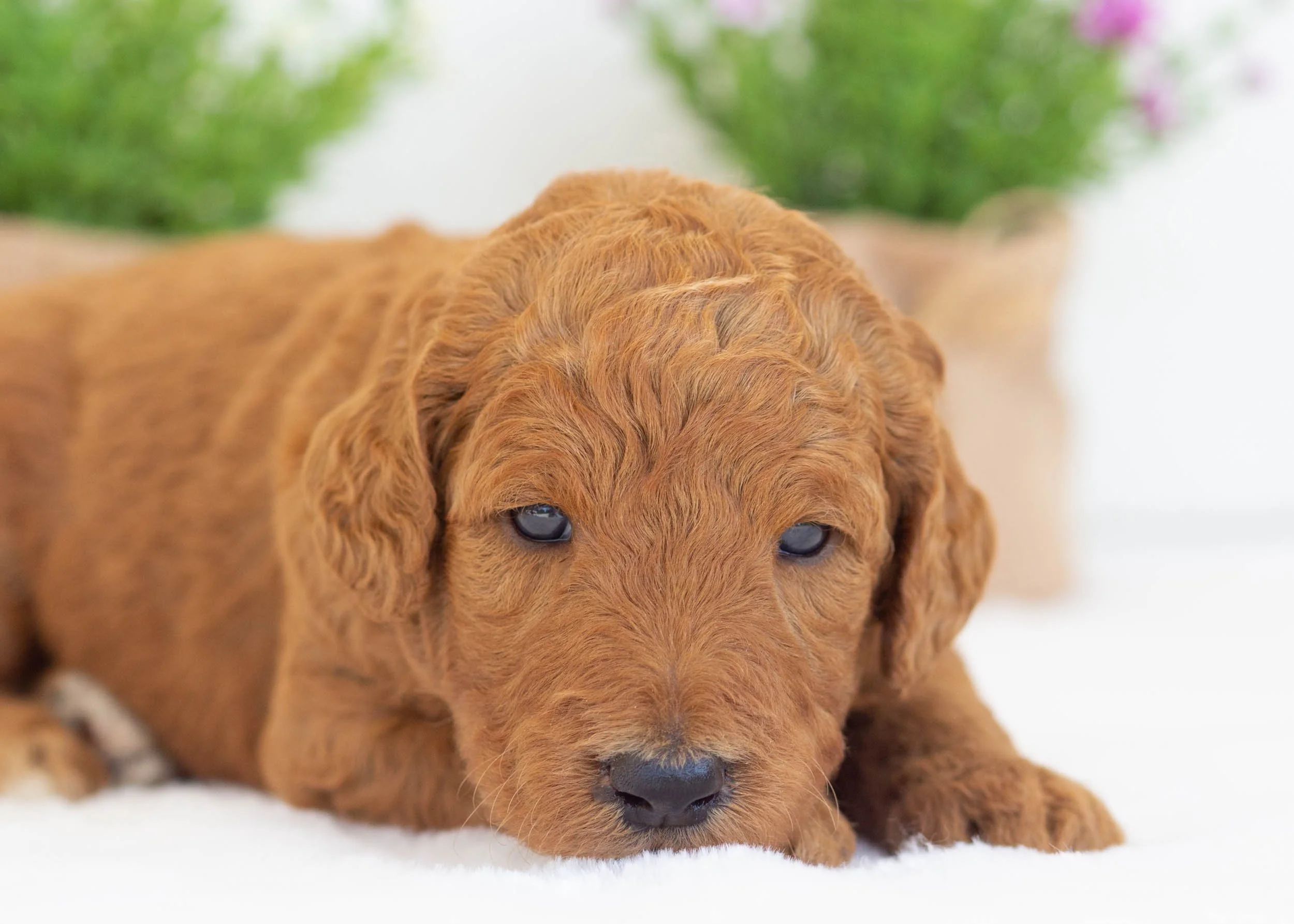 bammbamm goldendoodle for sale1.jpg