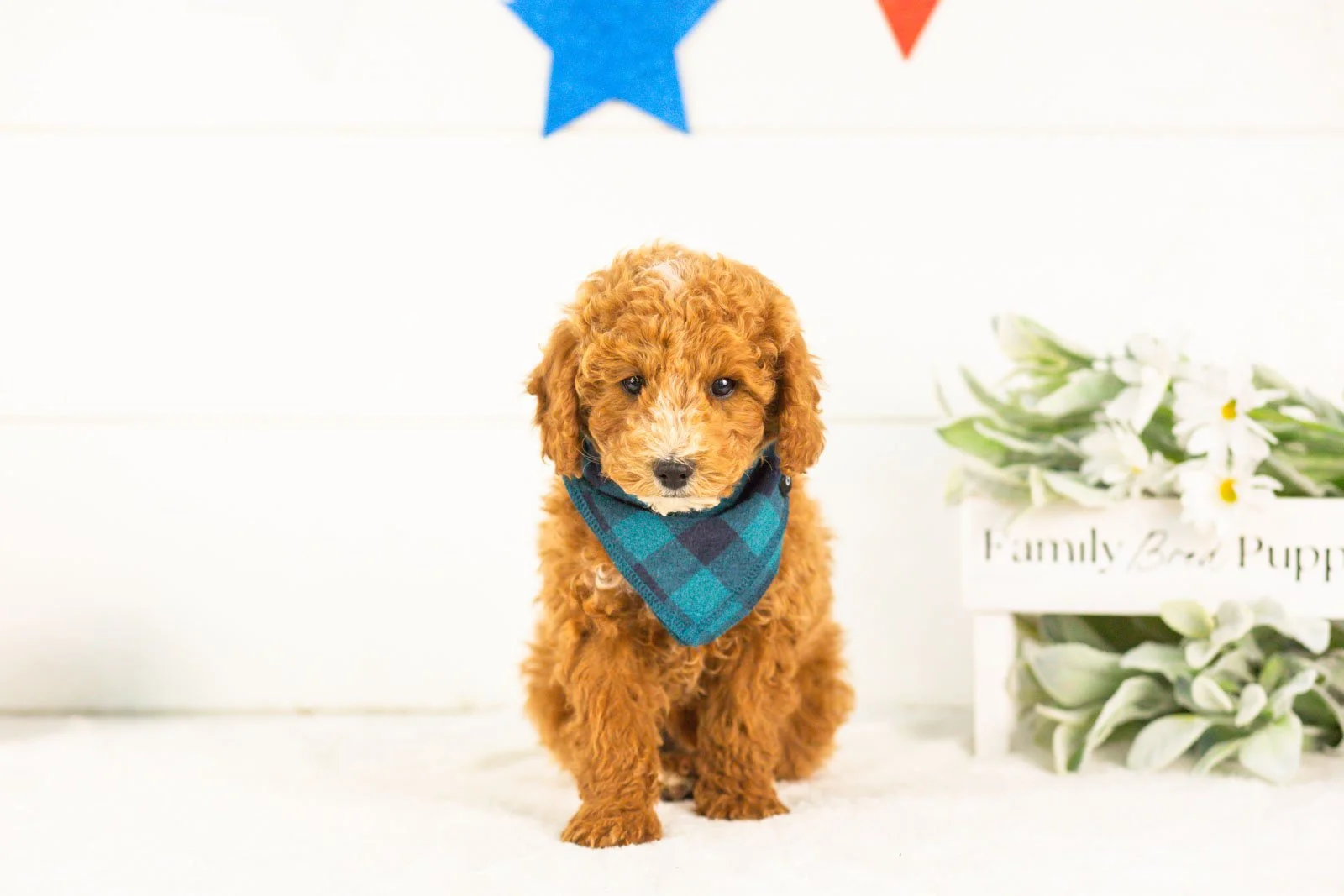 Miles goldendoodle for sale(1).jpg
