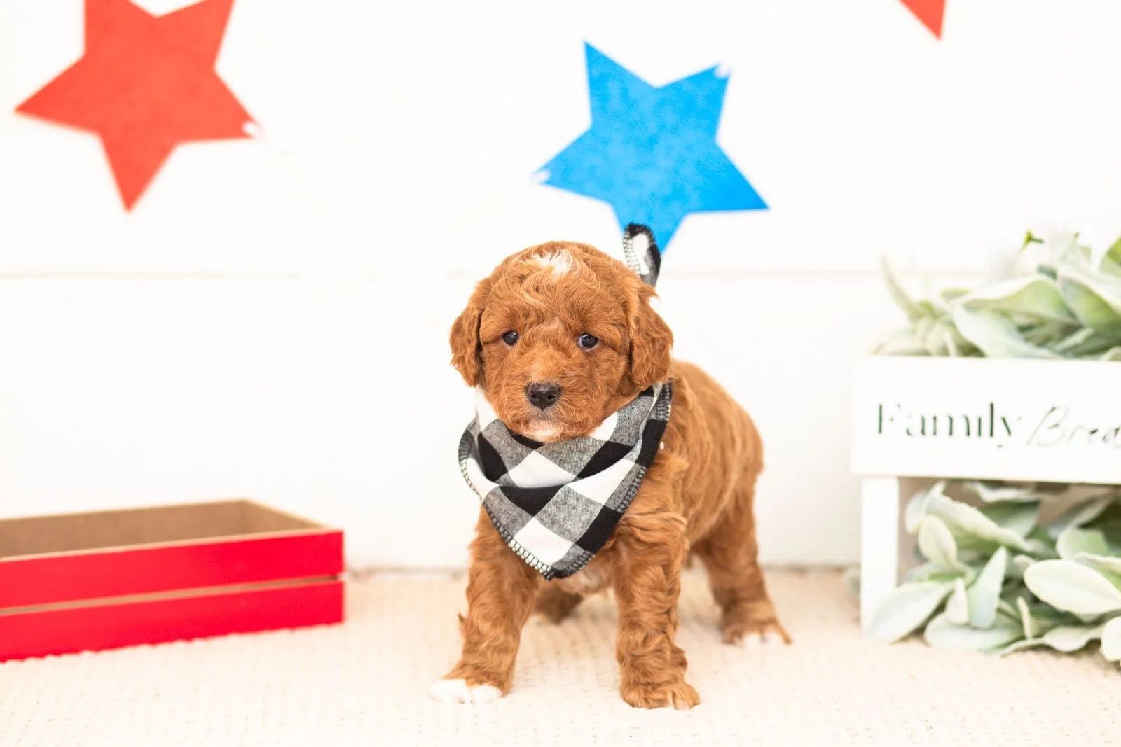 chewie goldendoodle for sale(1).jpg