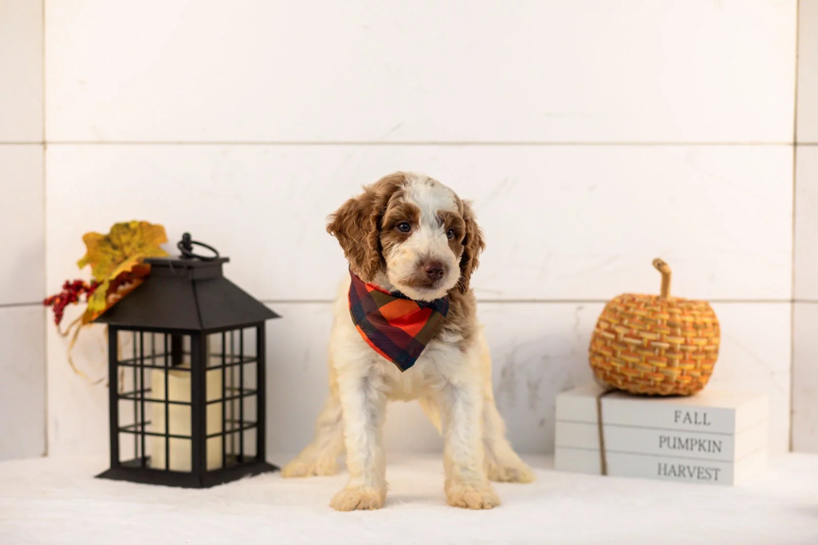 Brooks goldendoodle for sale 3.jpg