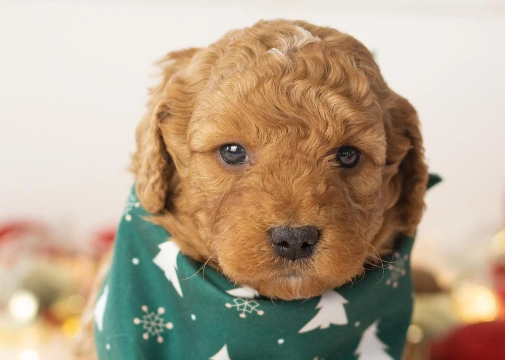 Alex goldendoodle for sale(1).jpg