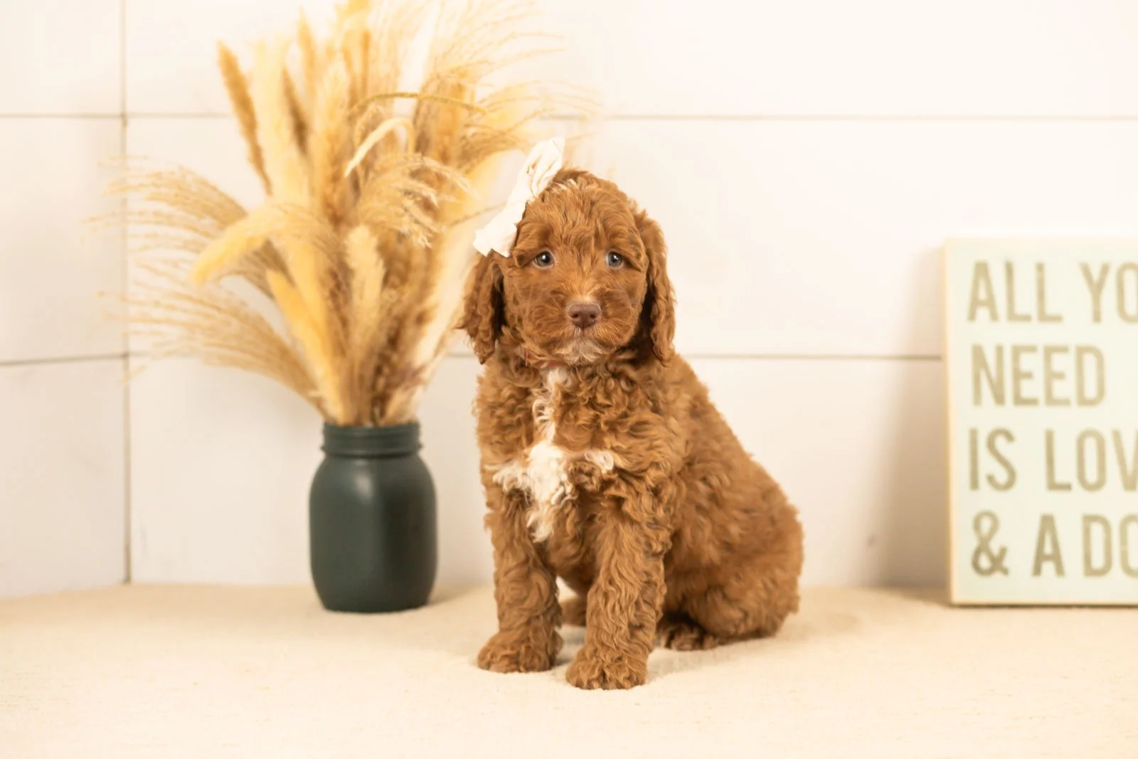 Layla goldendoodle for sale(3).jpg