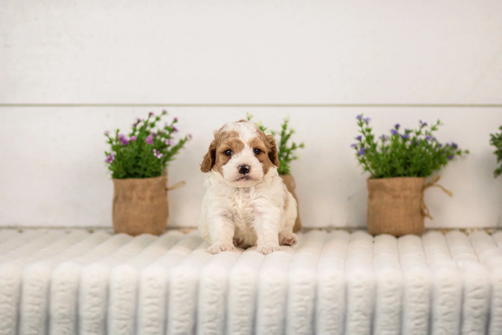 Dixie goldendoodle for sale(2).jpg