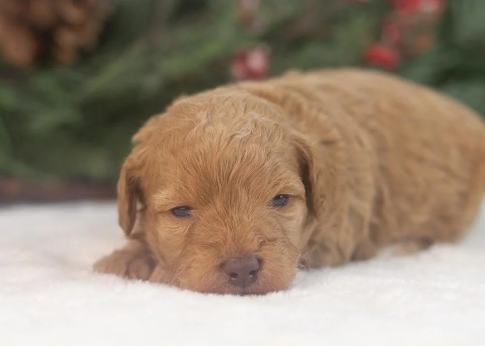 Montana goldendoodle for sale(3).jpg
