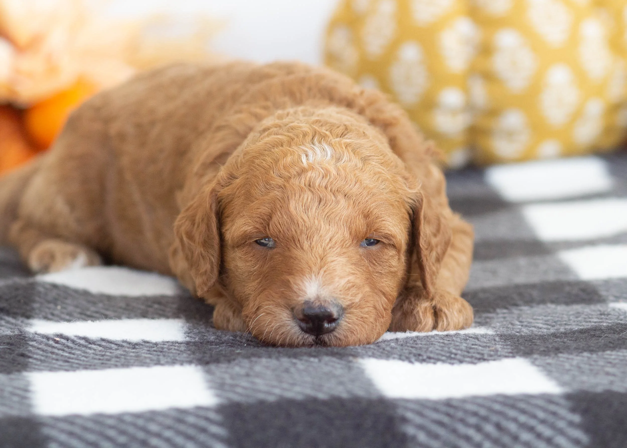goldendoodle for sale Honeycrisp6.jpg