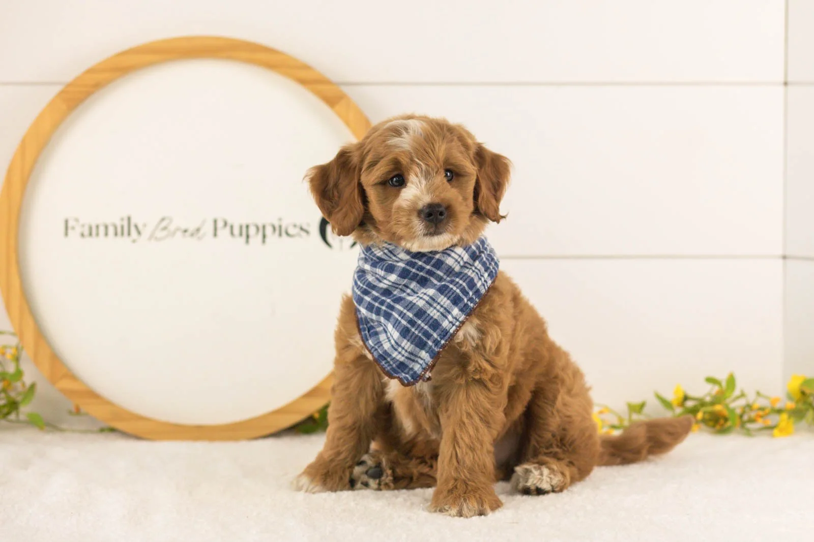Bobby goldendoodle for sale.jpg
