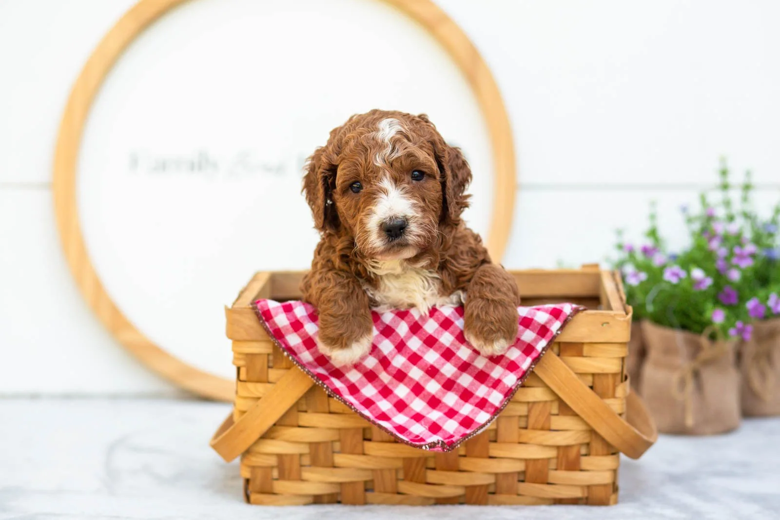 Sage goldendoodle for sale(4).jpg