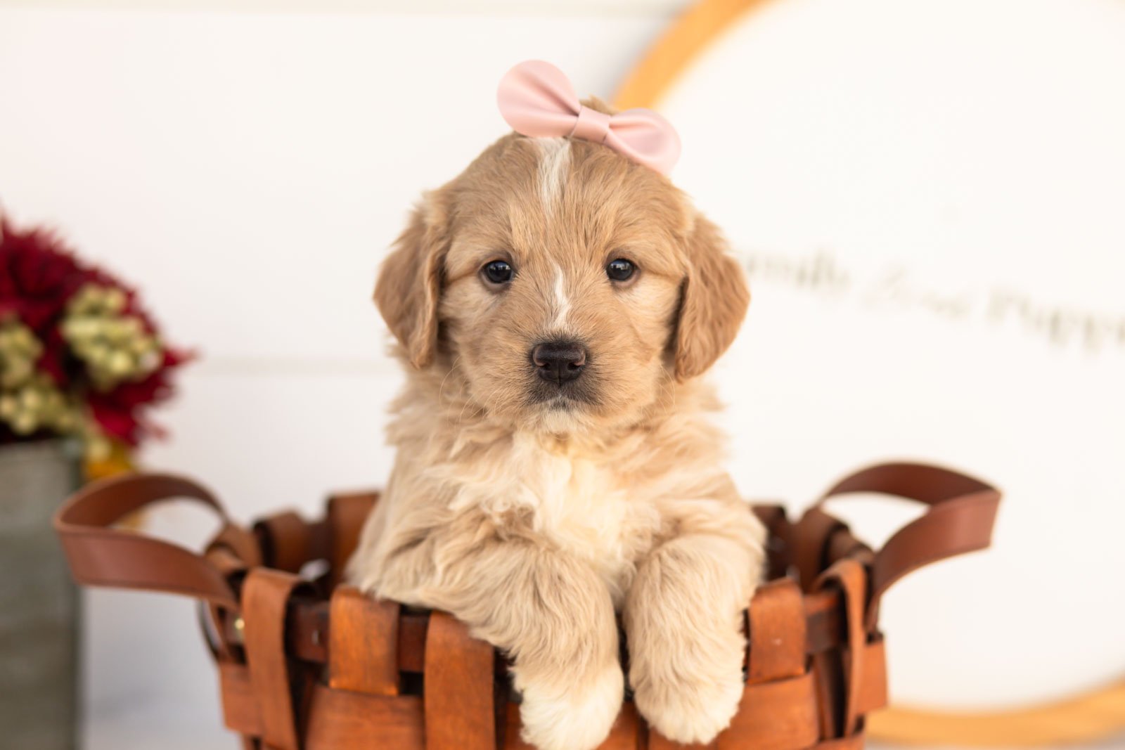 Ruby goldendoodle for sale(2).jpg