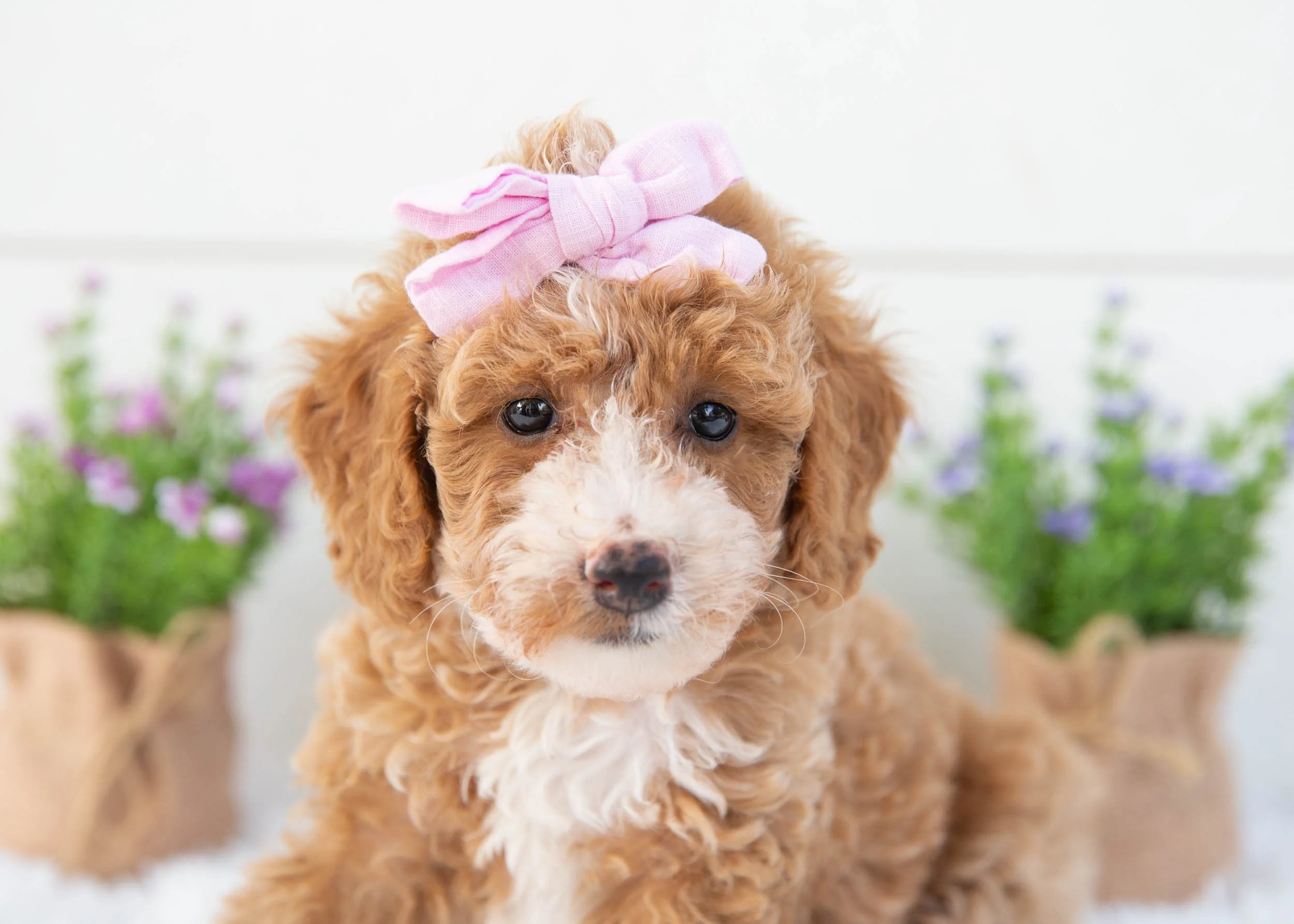 Tina goldendoodle for sale(2).jpg