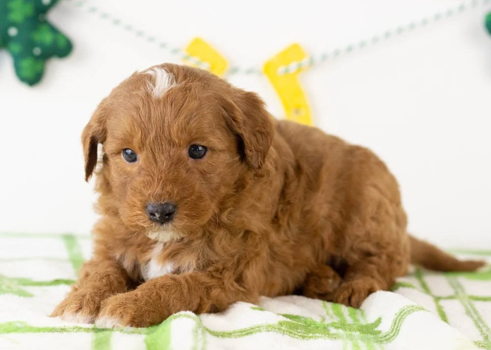 Frank goldendoodle for sale(2).jpg