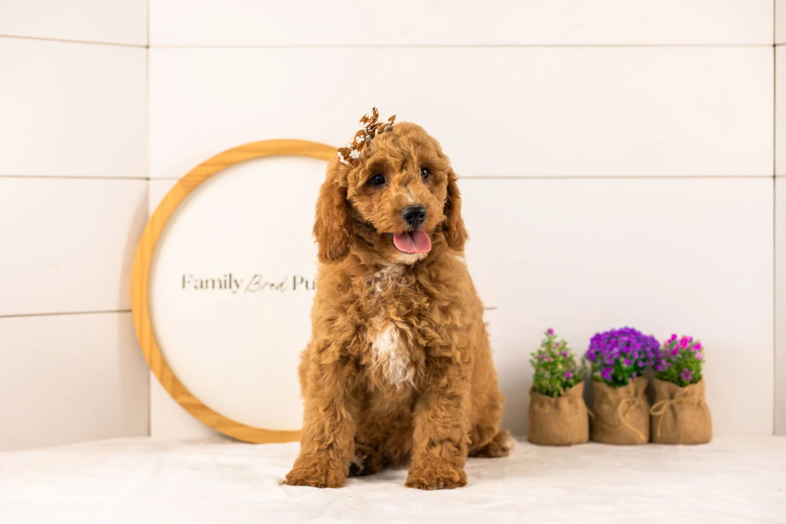 Breeze goldendoodle for sale.jpg