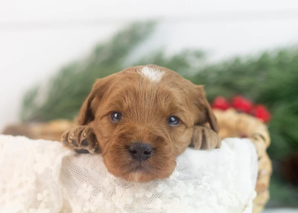 Lilac goldendoodle for sale(1).jpg