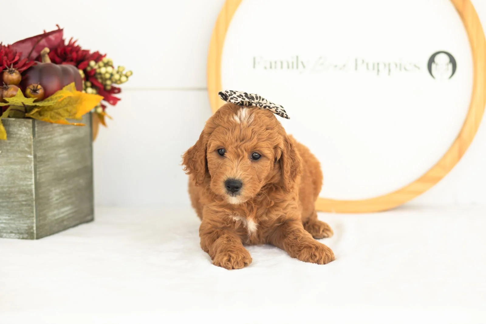 Satin goldendoodle for sale.jpg