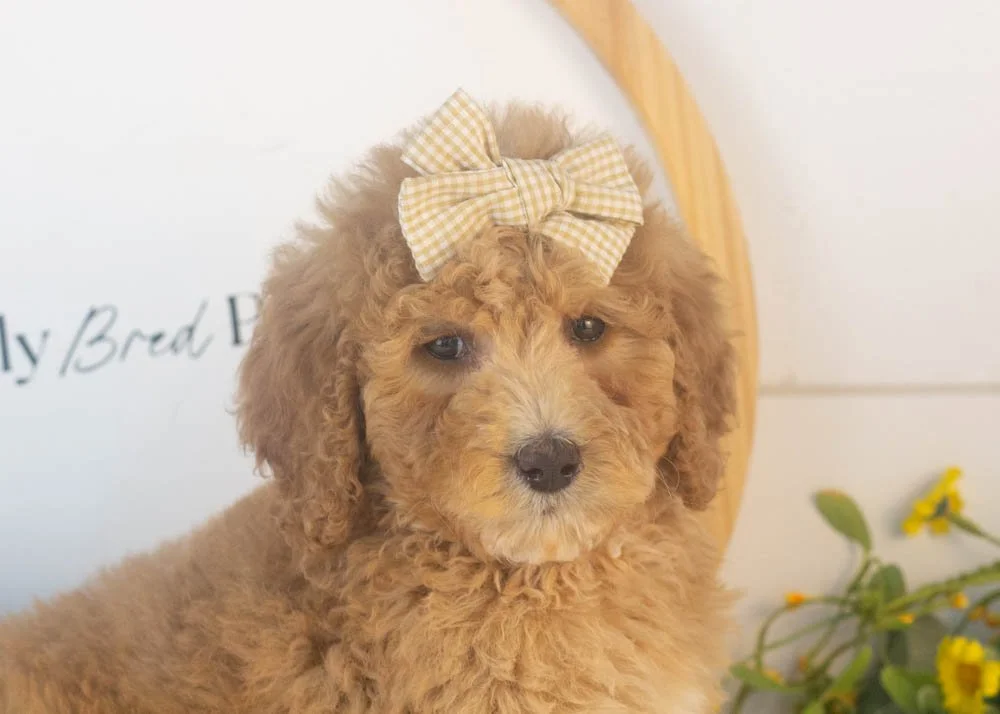 Lucille goldendoodle for sale(3).jpg