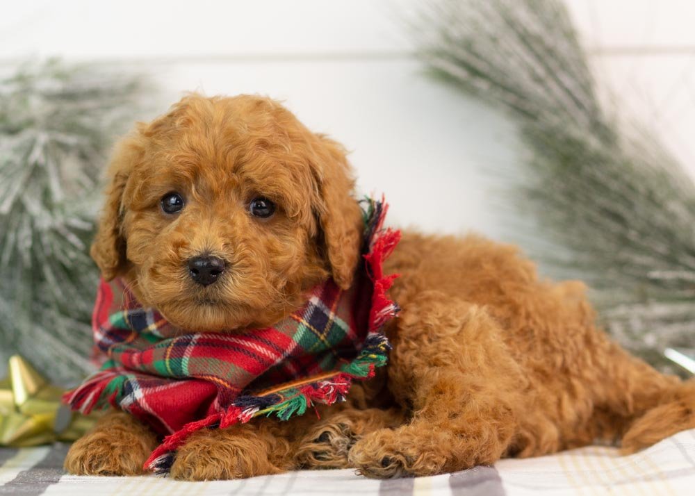 Bear goldendoodle for sale.jpg
