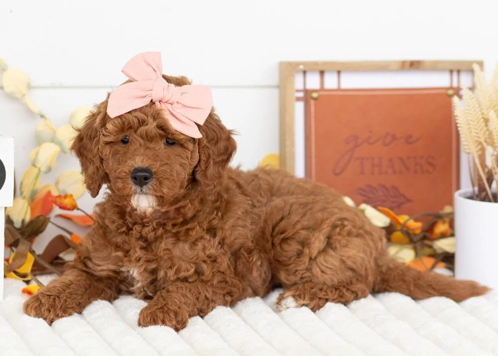 Marcus 9-29-25 Capri 4.11-3.jpg