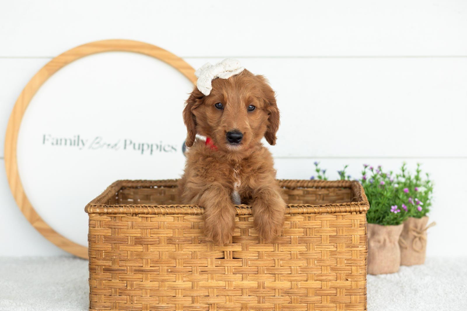 Eliza goldendoodle for sale(3).jpg