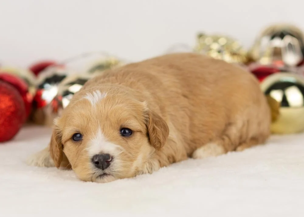 Magnolia goldendoodle for sale.jpg