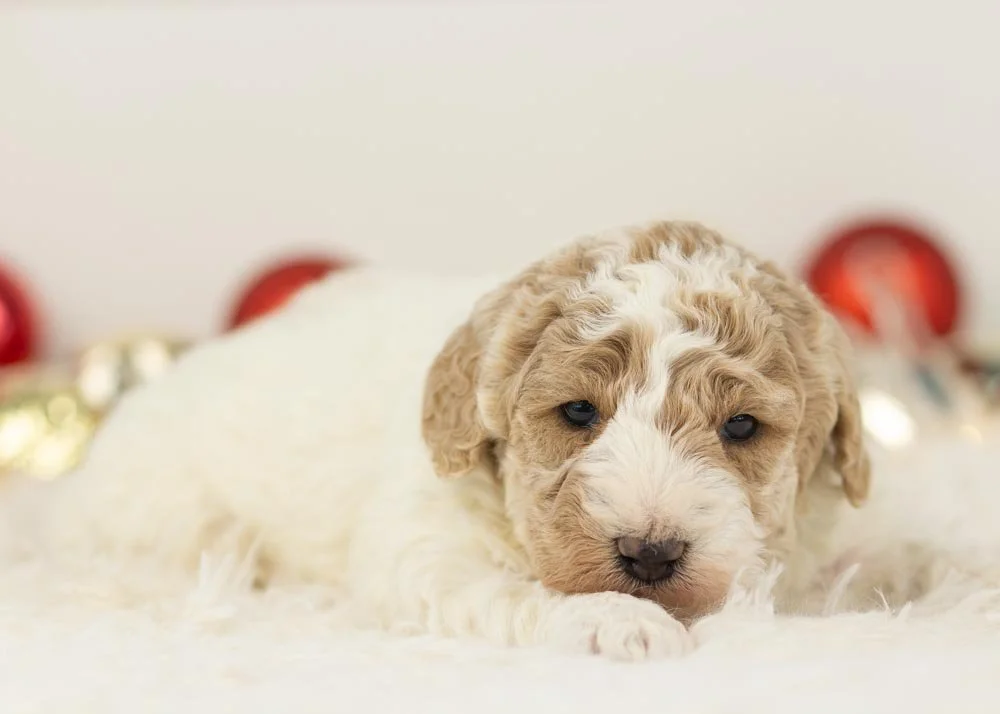 Bluey goldendoodle for sale(2).jpg