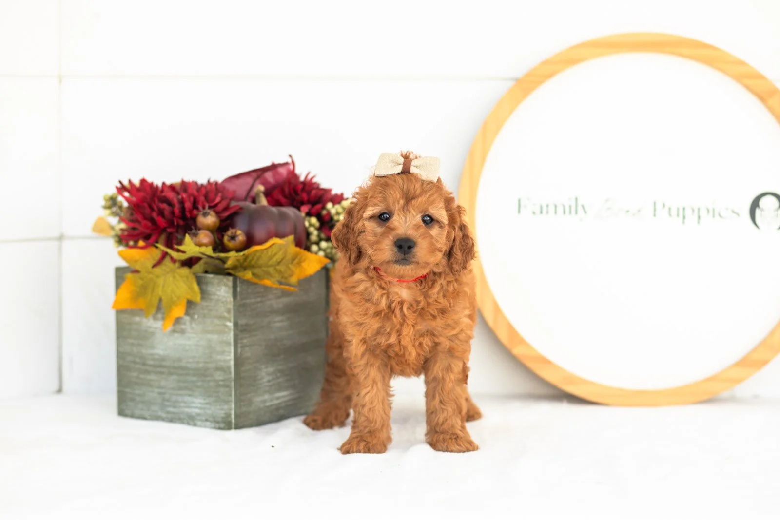 Tweed goldendoodle for sale(2).jpg