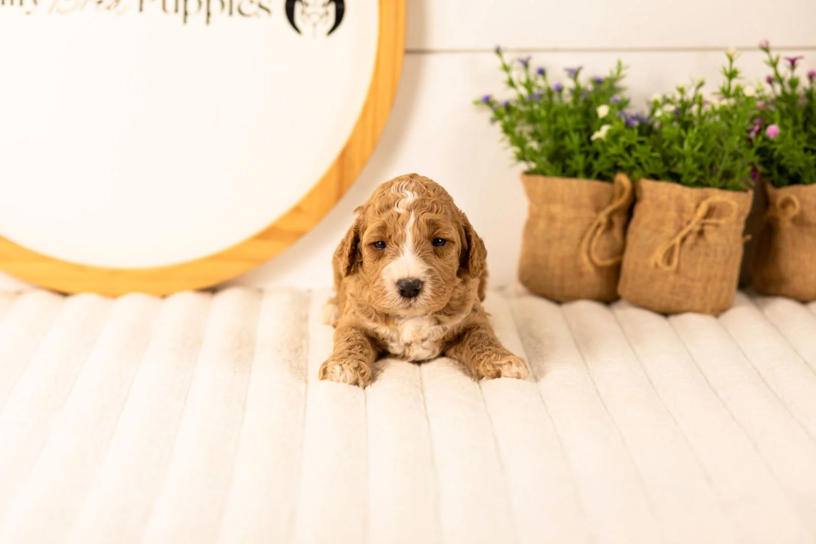 Lola goldendoodle for sale.jpg