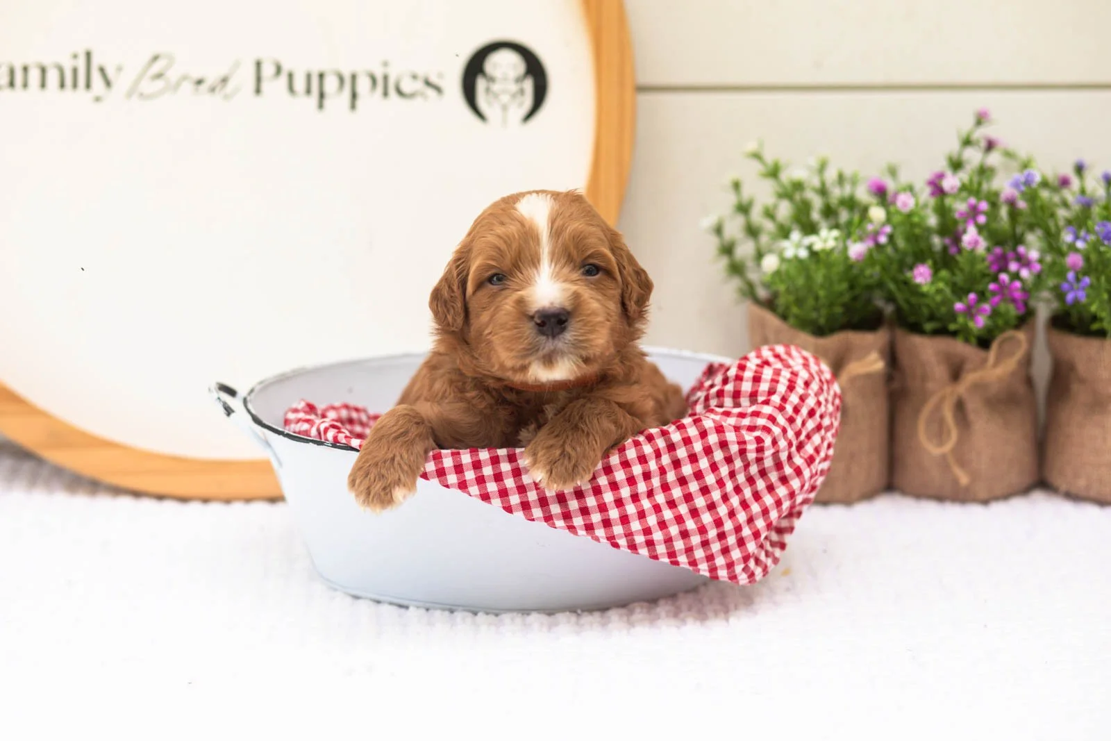 Oakley goldendoodle for sale(3).jpg