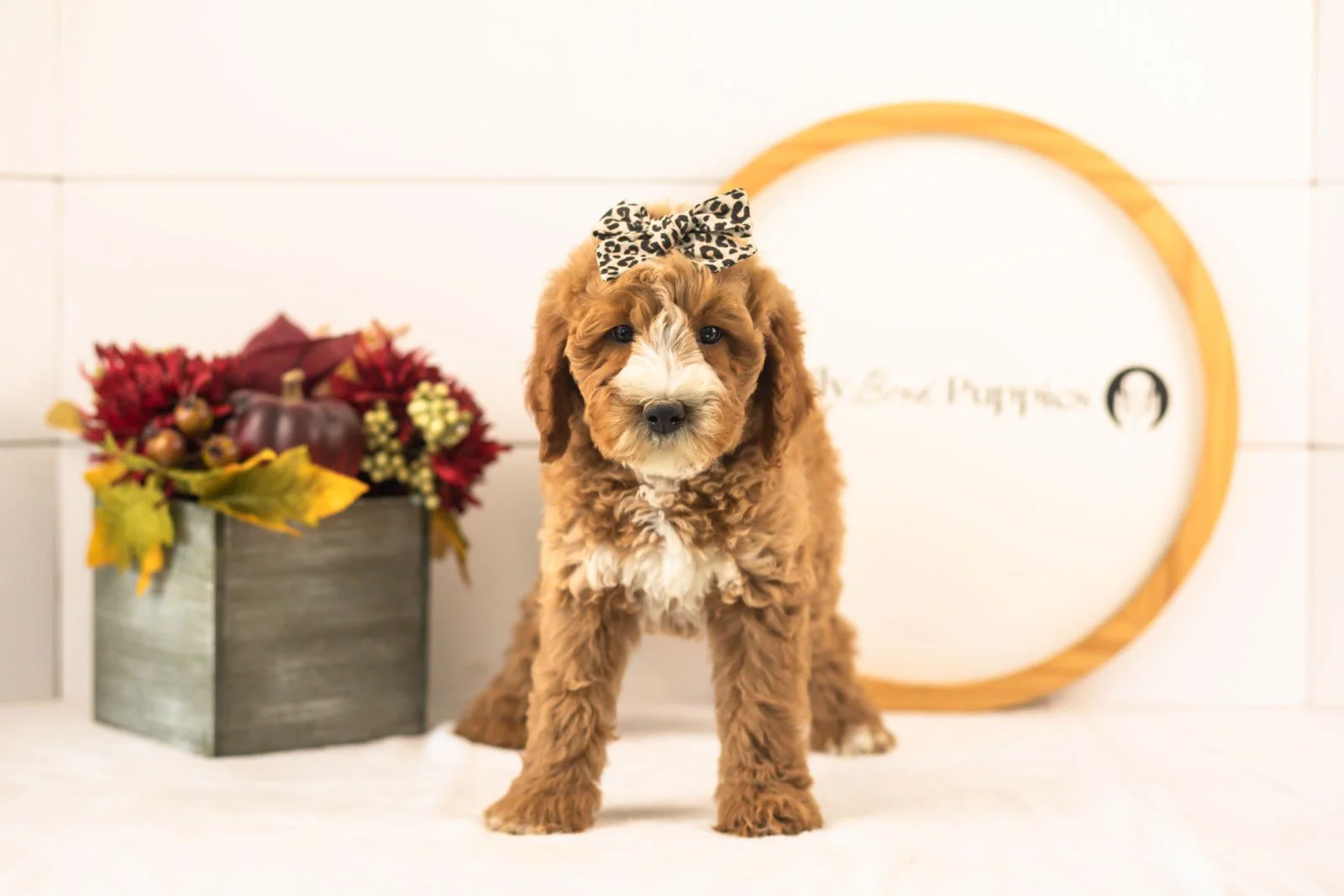 Larisa goldendoodle for sale(3).jpg