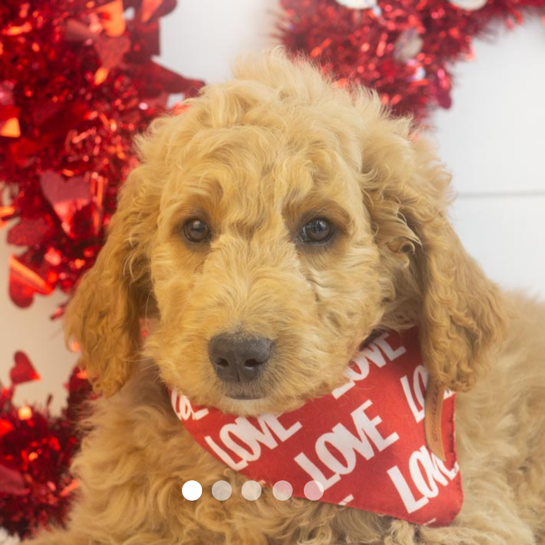 Copy of FBP Design.png