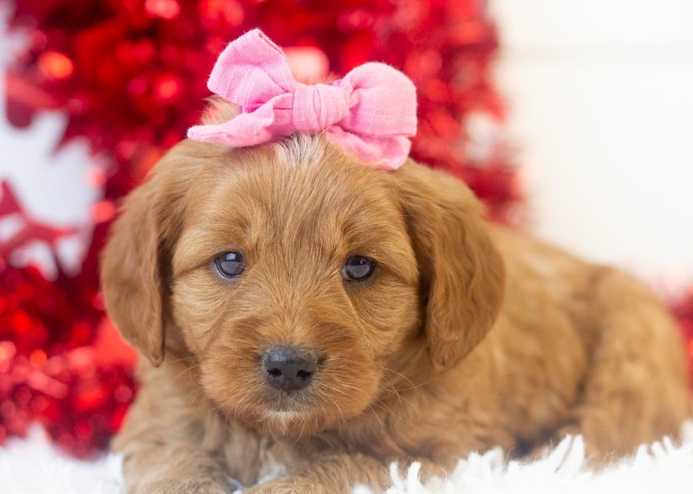 Lilac goldendoodle for sale(3).jpg