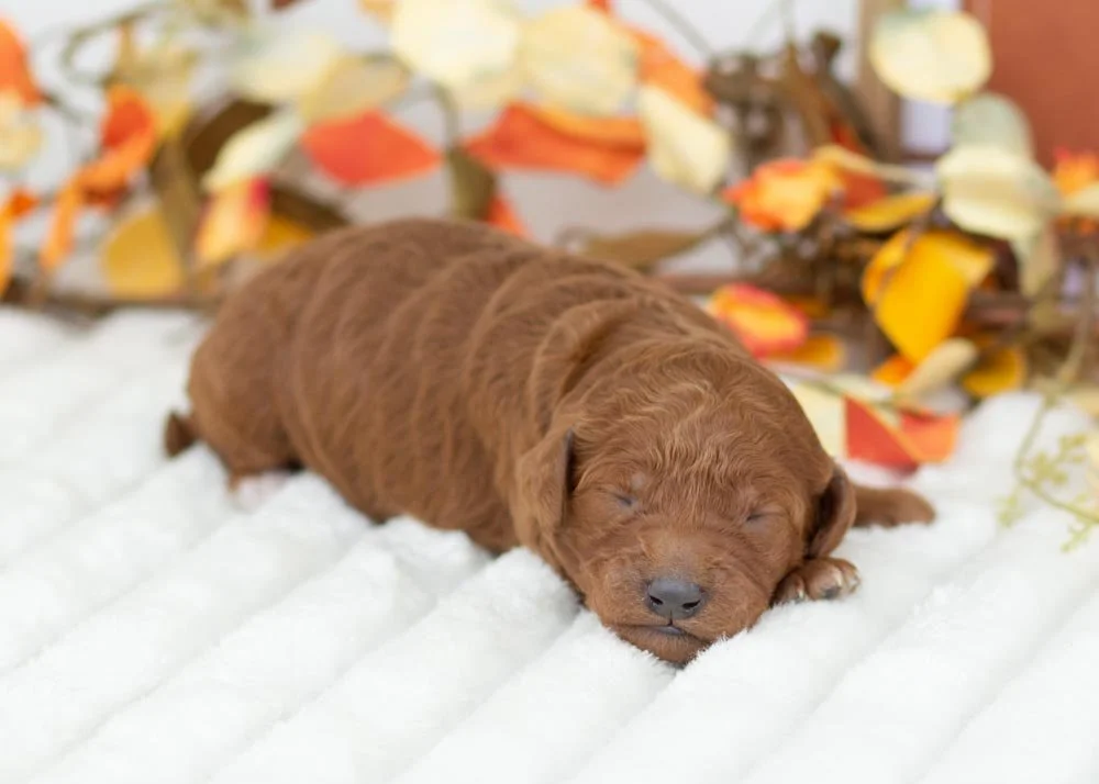 Mrs. Claus Goldendoodle for sale(2).jpg