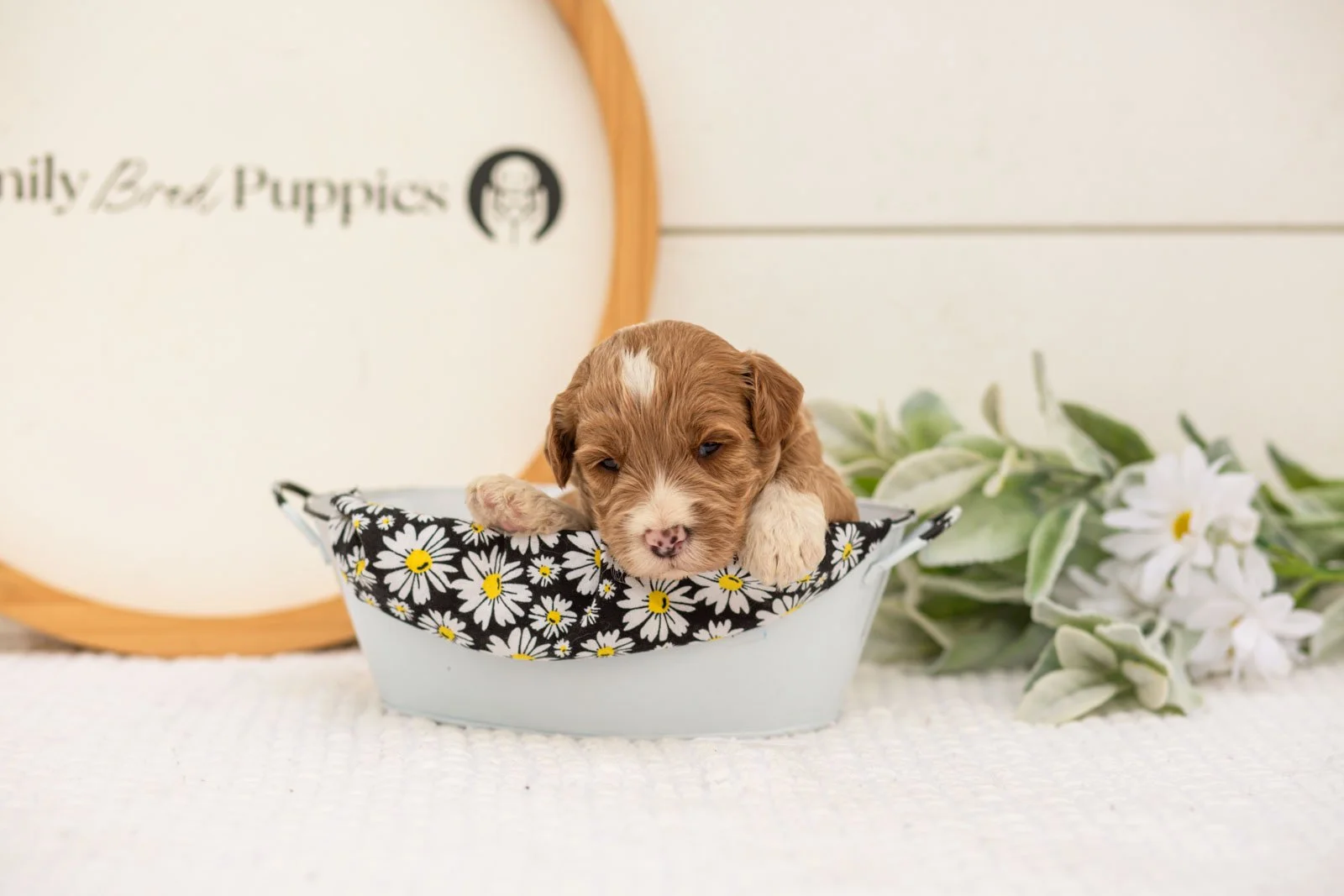 Amity goldendoodle for sale(3).jpg