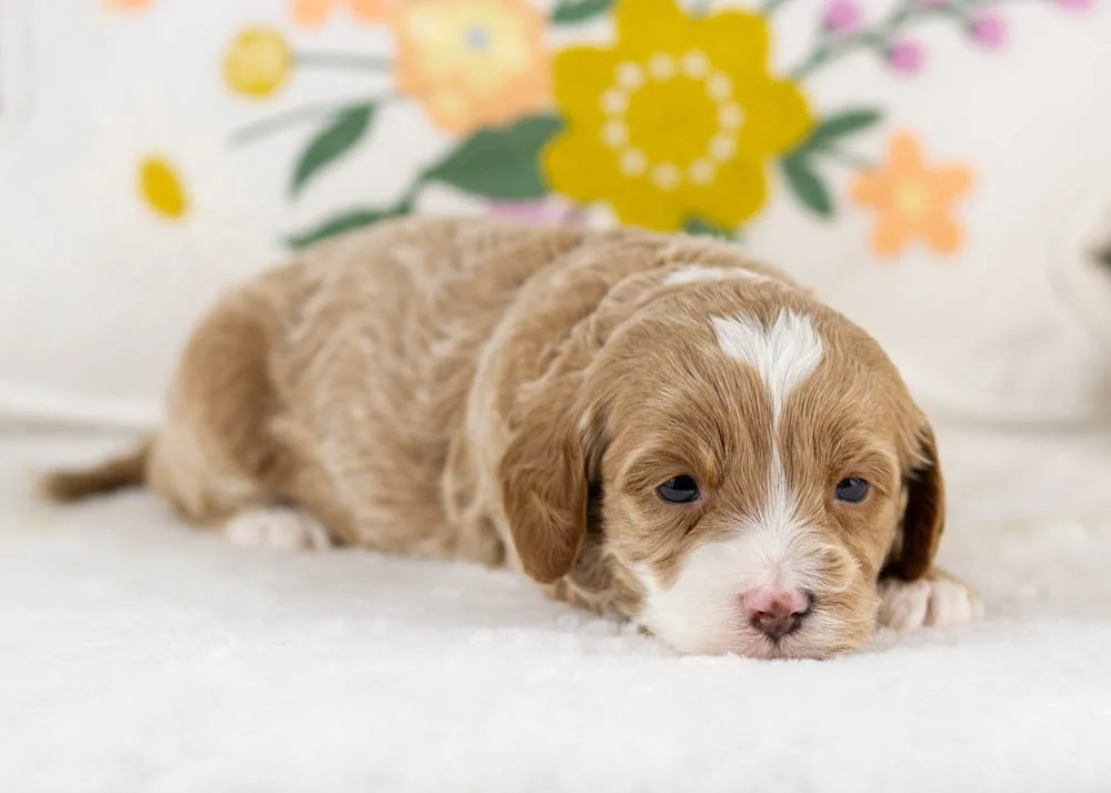 millie goldendoodle for sale(2).jpg