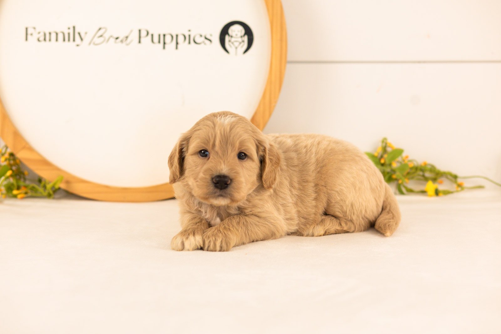 Bob goldendoodle for sale(2).jpg