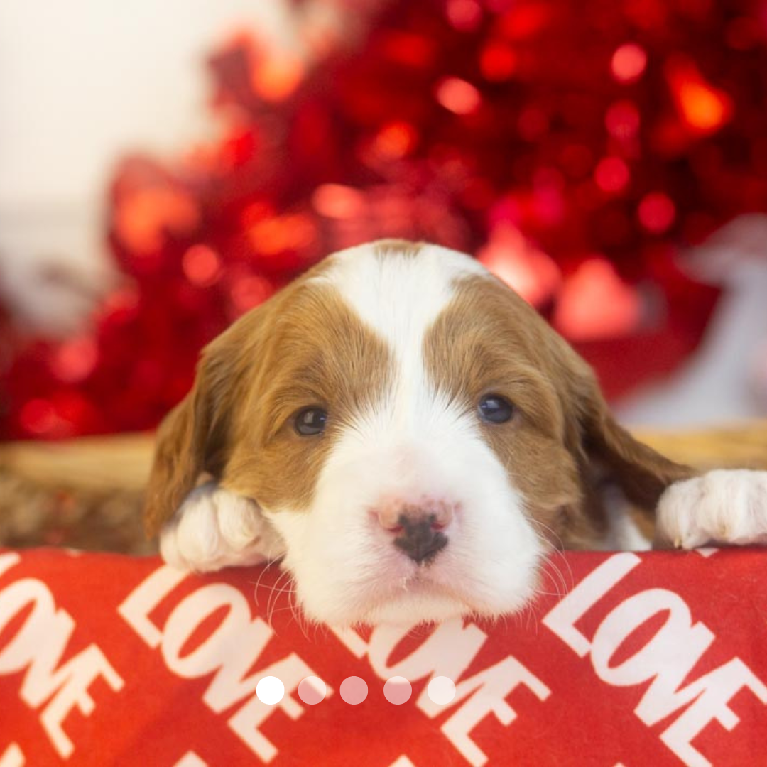 Copy of FBP Design.png