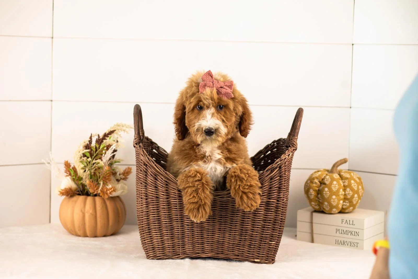 Larisa goldendoodle for sale 1.jpg