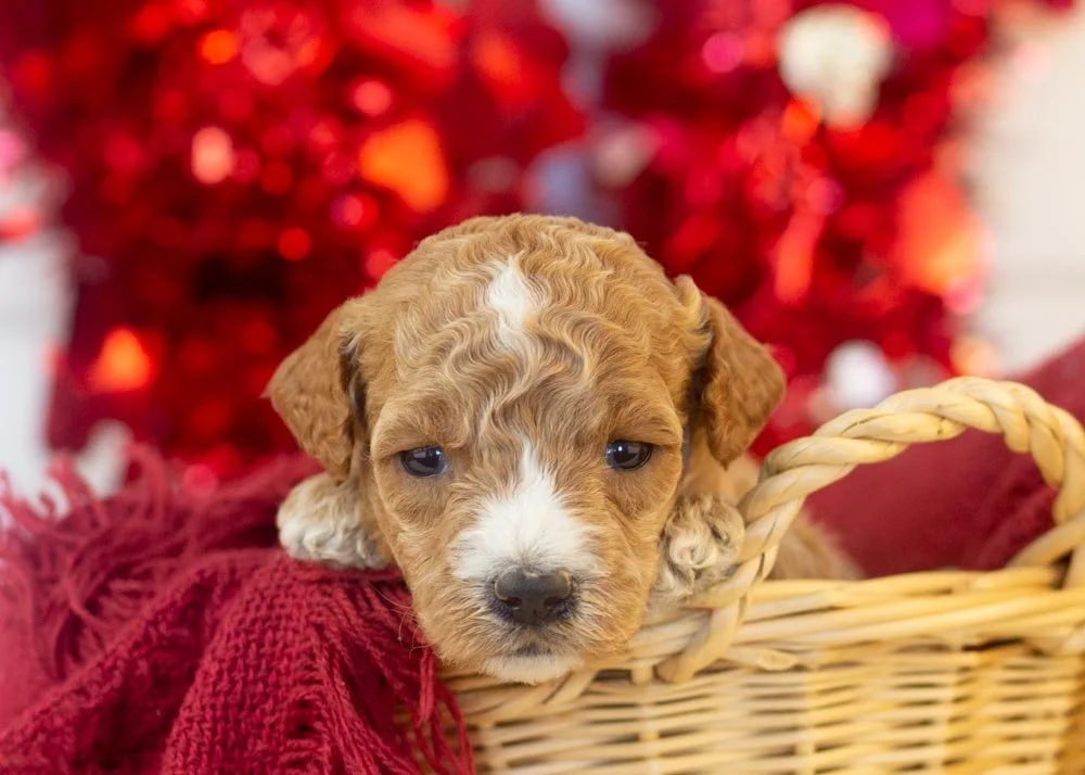 goldendoodle for sale